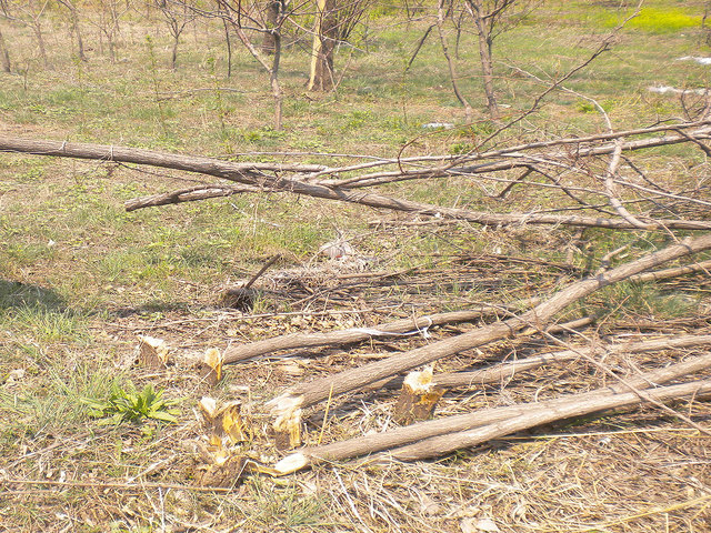 盗伐林木资产价值评估